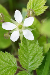 Vertical closeup on the white flower of the Pacific, California blackberry or dewberry, Rubus...