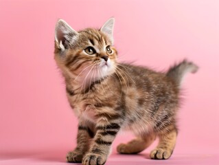 Obraz premium Cute Exotic Shorthair Kitten Standing on Pastel Pink Background