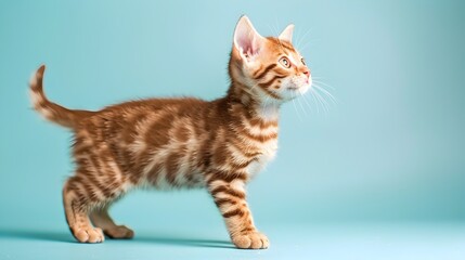 Obraz premium Adorable Bengal Kitten Standing on Pastel Blue Background