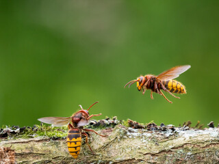 Hornisse (Vespa crabro)
