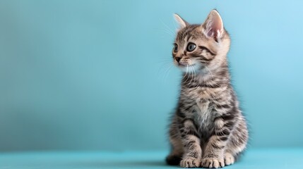 Cute American Shorthair Kitten Sitting on Clear Pastel Blue Background
