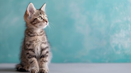 Obraz premium Adorable American Shorthair Kitten Sitting on Pastel Blue Background with Clean Copy Space