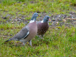 Ringeltaube (Columba palumbus)