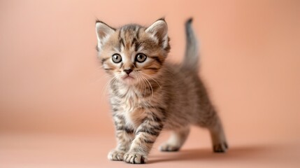 Adorable Kitten American Curl Standing on Pastel Peach Background