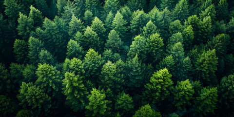 Fototapeta premium Aerial view of dense green forest with tall evergreen trees, lush foliage, and vibrant greenery showcasing the beauty of natural wilderness.
