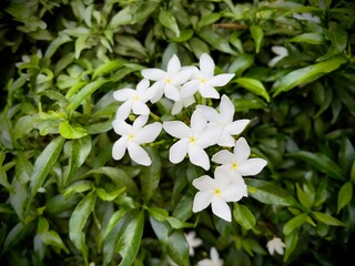 Pinwheel flower (Tabernaemontana divaricata)  commonly called,crape jasmine, East India rosebay, and Nero's crown