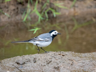 Bachstelze (Motacilla alba)