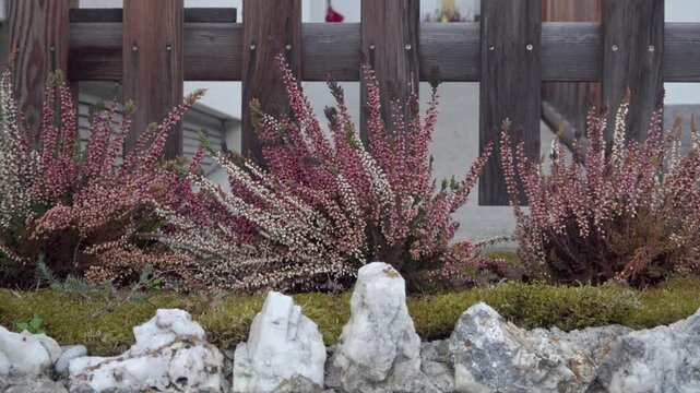 Calluna vulgaris, common heather, flowering plant family Ericaceae on a windy day