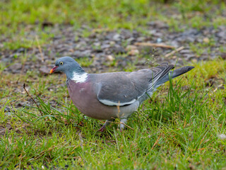 Ringeltaube (Columba palumbus)