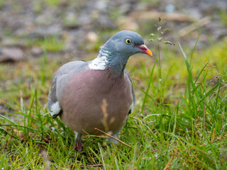 Ringeltaube (Columba palumbus)
