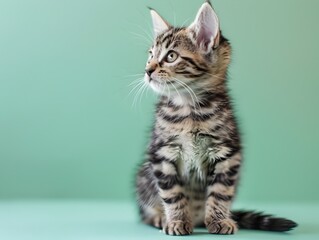 Obraz premium Cute American Shorthair Kitten Sitting on Pastel Mint Green Background