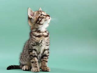 Naklejka premium Cute Tabby Kitten Sitting on Pastel Green Background