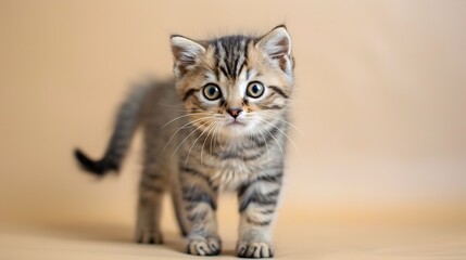 Obraz premium Adorable Fluffy Scottish Fold Kitten Posing on Pastel Yellow Background