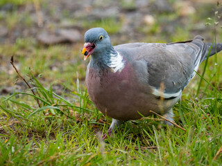 Ringeltaube (Columba palumbus)