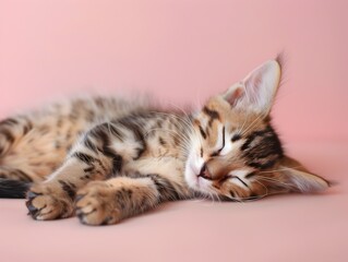 Naklejka premium Sleepy Bengal Kitten Resting on Pastel Rose Colored Background