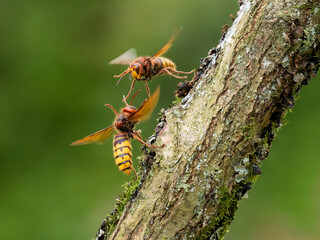 Hornisse (Vespa crabro)