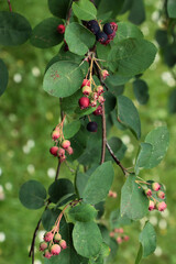 colorful berries of Amelancier ovalis tree close up