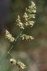 blooming grass plant Dactylis glomerata-orchard grass-cocks-foot in meadow