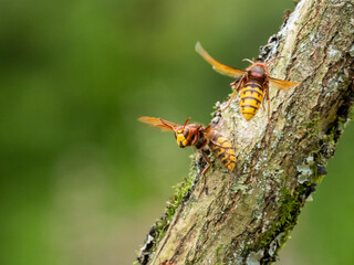 Hornisse (Vespa crabro)
