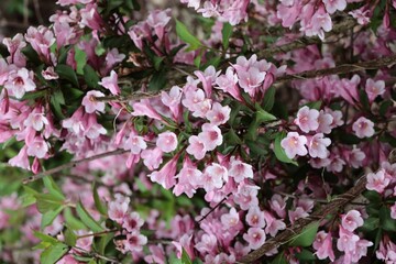 Weigela shrub and pink flowers in the garden