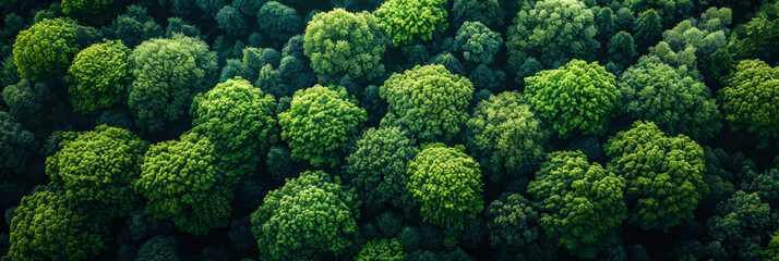 Aerial view of lush green forest canopy with dense clusters of vibrant foliage and a rich tapestry of varying shades of green illustrating the beauty and diversity of natural forest ecosystems.