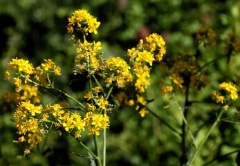 Fototapeta premium yellow flowers of Sisymbrium strictissimum plant in summer
