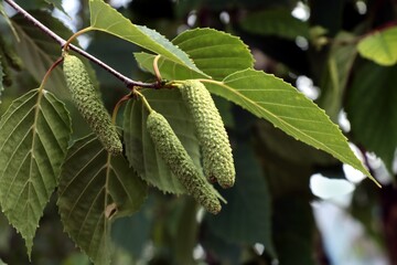 green seed vessels catkins of Betula papyrifera tree
