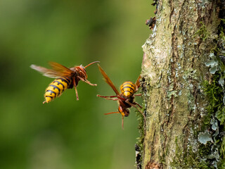 Hornisse (Vespa crabro)
