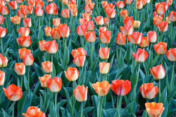 field of orange tulips
