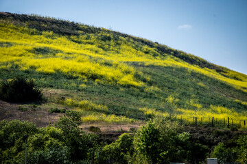 Obraz premium Yellow Wild Flowers over California Hills