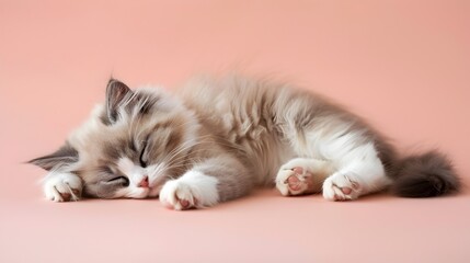 Cute Ragdoll Kitten Resting Peacefully on Pastel Pink Background
