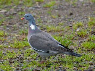 Ringeltaube (Columba palumbus)