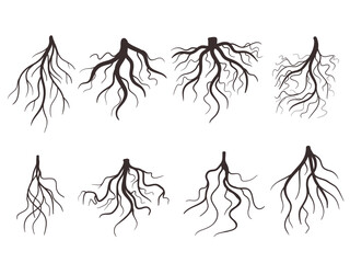 Set of tree roots vector illustration