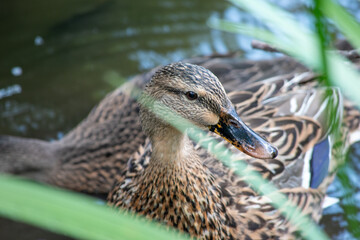 duck in water