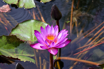 pink water lily