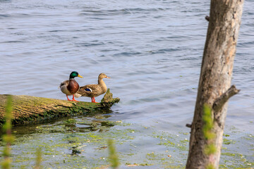 ducks on the lake