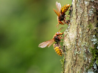 Hornisse (Vespa crabro)