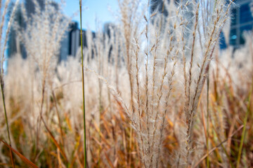 reeds in the wind