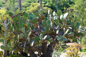 Cactus  in the garden
