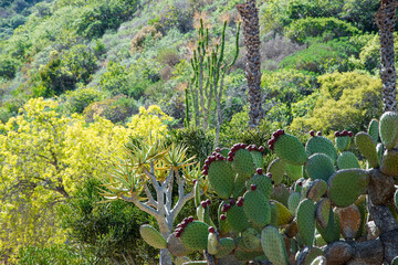 Cactus in Catalina Island