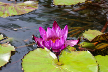 pink water lily