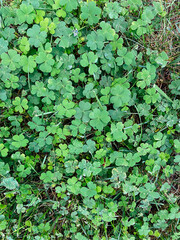 Clover Leaves