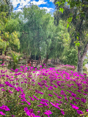 Naklejka premium garden with flowers