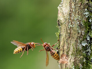Hornisse (Vespa crabro)