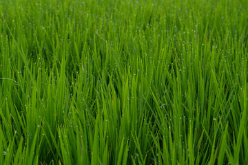 green rice field background