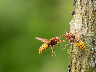 Hornisse (Vespa crabro)