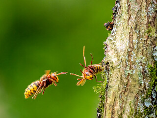 Hornisse (Vespa crabro)