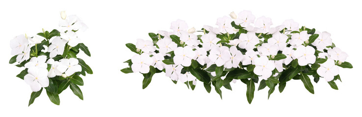 Fototapeta premium 白い花切り抜きセット透過PNG背景白