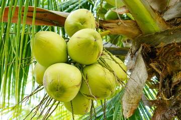 The coconut tree (Cocos nucifera) is a member of the palm tree family (Arecaceae) and the only living species of the genus Cocos. The term 