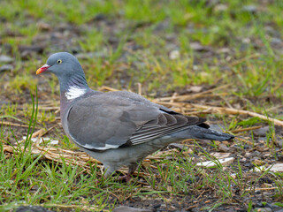 Ringeltaube (Columba palumbus)